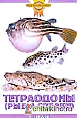 Тетраодоны (рыбы-собаки)