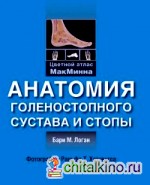 Анатомия голеностопного сустава и стопы