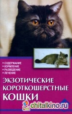 Экзотические короткошерстные кошки: Содержание, кормление, разведение, лечение