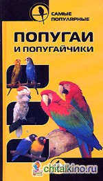 Самые популярные попугаи и попугайчики