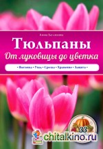 Тюльпаны: От луковицы до цветка