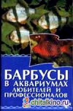 Барбусы в аквариумах любителей