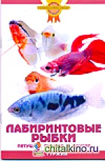 Лабиринтовые рыбки: Петушки, гурами и другие