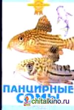 Панцирные сомы