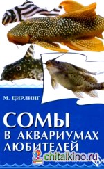 Сомы в аквариумах любителей