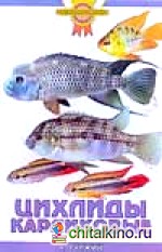 Цихлиды карликовые