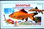 Золотые и другие холодноводные аквариумные рыбки