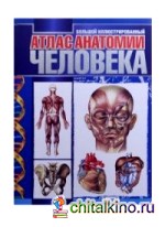 Большой иллюстрированный атлас анатомии человека