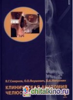 Клиническая анатомия челюстей