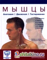 Мышцы: Анатомия. Движения. Тестирование