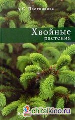 Хвойные растения