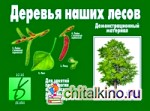 Игра «Деревья наших лесов»