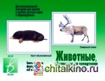 Игра «Животные нашей страны»