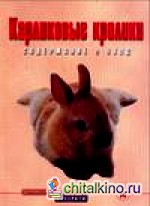 Карликовые кролики: Содержание и уход