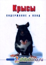 Крысы: Содержание и уход