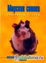 Морские свинки: Содержание и уход