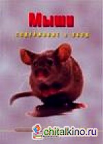 Мыши: Содержание и уход