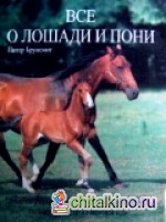 Все о лошади и пони