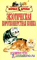 Экзотическая короткошерстная кошка