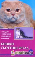 Кошки скоттиш-фолд