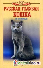 Русская голубая кошка: Небесная грация