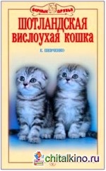 Шотландская вислоухая кошка
