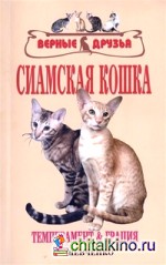 Сиамская кошка