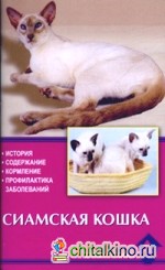 Сиамская кошка: История. Содержание. Кормление. Профилактика заболеваний