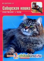 Сибирская кошка: Содержание и уход