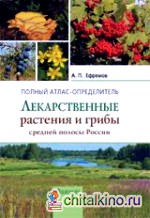 Лекарственные растения и грибы средней полосы России
