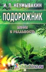 Подорожник: мифы и реальность
