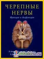 Черепные нервы: Функция и дисфункция