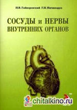 Сосуды и нервы внутренних органов