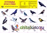 Демонстрационный плакат: Птицы России