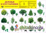 Демонстрационный плакат: Деревья и кустарники