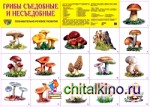 Демонстрационный плакат: Грибы съедобные и несъедобные