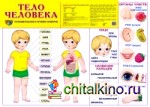 Демонстрационный плакат «Тело человека», А-2
