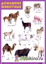 Домашние животные: Плакат