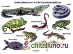 Земноводные и пресмыкающиеся: Плакат