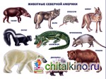 Животные Северной Америки: Плакат