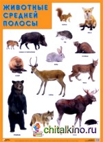 Животные средней полосы: Плакат