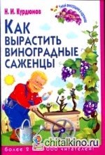 Как вырастить виноградные саженцы