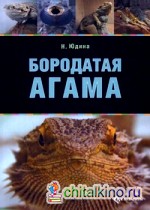 Бородатая агама