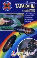 Тараканы с острова Мадагаскар