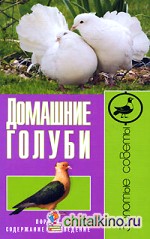 Домашние голуби: Породы, содержание, разведение