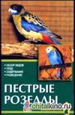 Пестрые розеллы