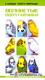 Самые популярные волнистые попугайчики