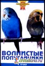 Волнистые попугайчики