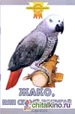 Жако, или серый попугай