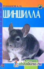 Шиншилла